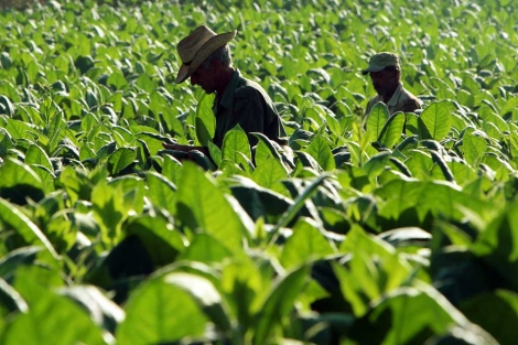 Campesinos cosechan hojas de tabaco en Pinar del Río (Cuba). | Efe