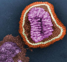 Cepa de gripe A.| Reuters