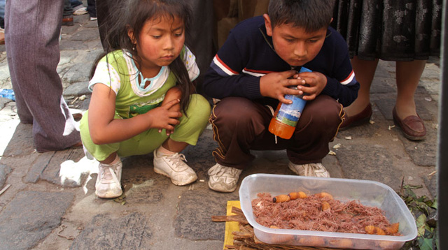 Dos niños miran absortos unos gusanos de chonta en un caja. | J. Barreno