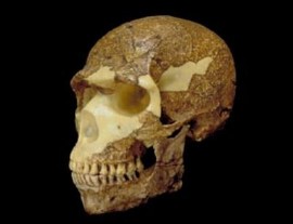 Cráneo de Homo sapiens 