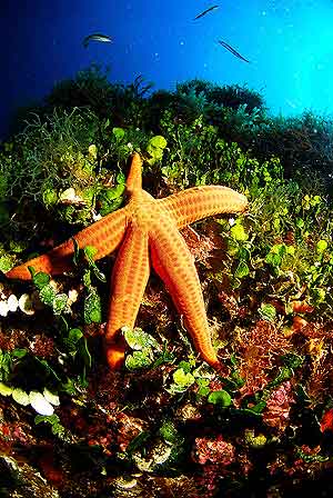 Una estrella espinosa roja en una pradera de fanerógamas marinas. (Foto: Juan Cuetos/Oceana)