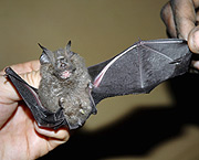 Un murci&eacute;lago del g&eacute;nero Rhinolophus descubierto en el Congo. (Foto: Andy Plumptre | WCS)