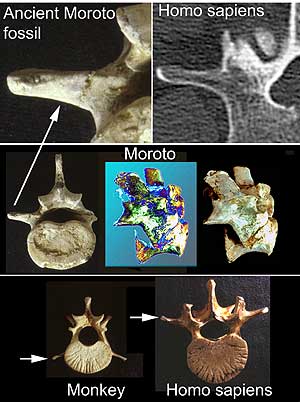 Comparación de huesos del primate y de un 'Homo Sapiens' (Foto: Aaron G. Filler)