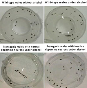 Fases del experimento en las que se ve cómo machos de mosca transgénicos se relaciónan entre s bajo los efectos del alcohol. (Foto: PLoS ONE)