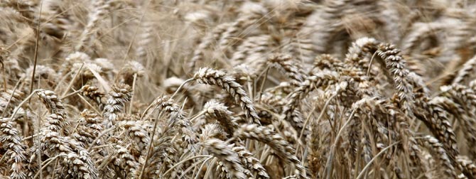 Un campo de trigo de Cheshire, en el norte de Reino Unido. (Foto: REUTERS / Phil Noble).