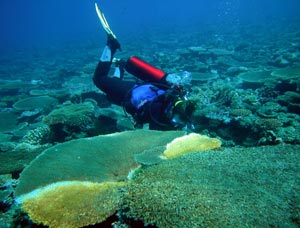 Un submarinista bucea junto a grandes corales mesa afectados por blanqueamiento provocado por la acidez del agua. | FBBVA