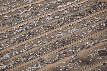 Más de 200 millones de vacas hacen de Brasil el mayor exportador de pieles. (Foto: Daniel Beltrá-Greenpeace)