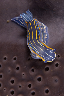 Un nudiobranquio sobre una esponja en las islas Sisargas. | C.S.