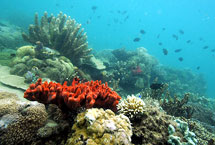 Varios tipos de coral en Honda Bay, Filipinas. | Afp
