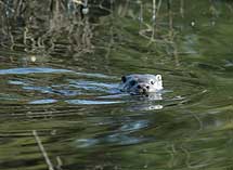 Una nutria nadando en el Parque Nacional de Doñana. | H.Garrido / EBD-CSIC