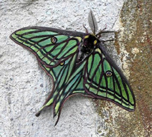 'Graellsia isabellae'. | Foto: Pedro Cáceres