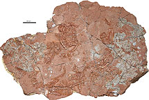 Varios ejemplares fosilizados de Suminia. | J. Fröbisch - Field Museum