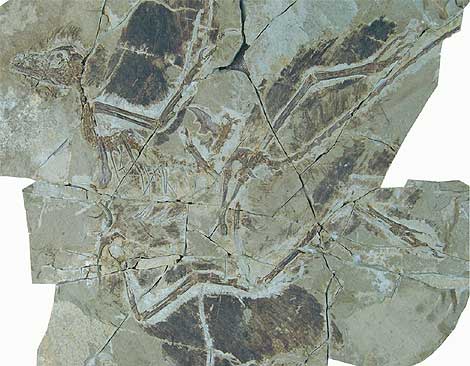 'Anchiornius huxleyi '. | Xing Xu.