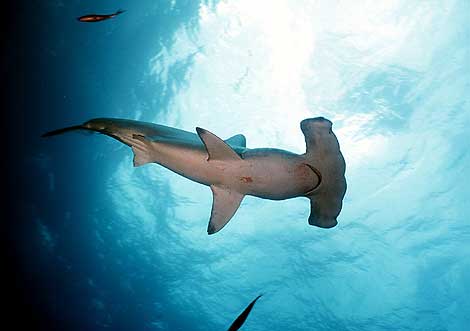 Un tibur&oacute;n martillo. | El Mundo.