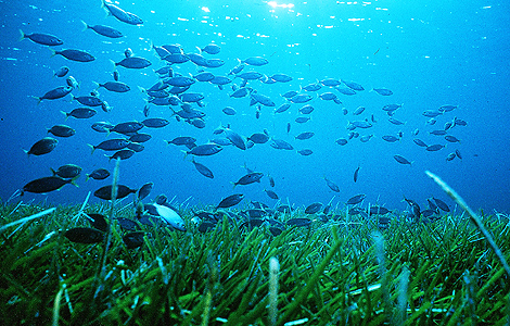 Un banco de peces sobre una pradera submarina de posidonia oceánica situada en el mar Mediterráneo.| Foto: Manu Sanfélix