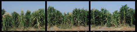 Campo de maíz de la variedad B73. | Science