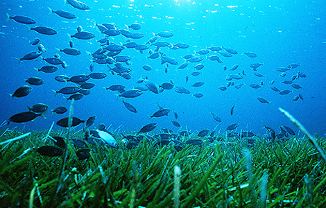 Pradera submarina de posidonia oceánica en el Mediterráneo.| Foto: Manu Sanfélix