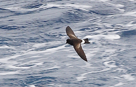 Una golondrina de mar sobrevuela el océano. Una golondrina de mar sobrevuela el océano.