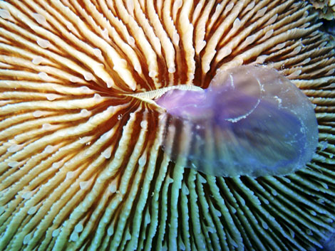 Un coral de la especie 'Fungia Scruposa', alimentándose de una medusa. | Efe
