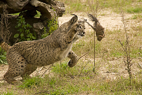 Garfio cazando en una imagen del Programa de Conservación Ex-Situ. | Lynxexsitu.es Garfio cazando en una imagen del Programa de Conservación Ex-Situ. | Lynxexsitu.es