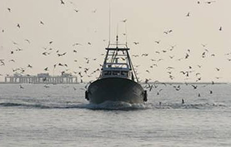 Decenas de aves junto a un pesquero de arrastre. | Foto: J. M. Arcos -SEO/Birdlife