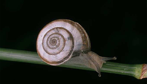 El caracol, un termómetro para medir la recuperación de los bosques tras un incendio