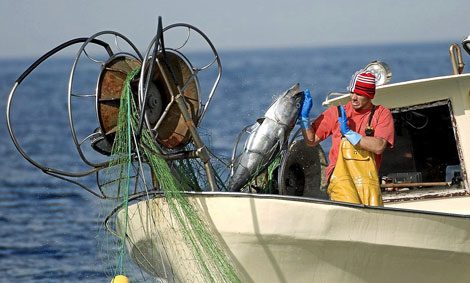 Un trabajador de un pesquero ilegal recupera un atún en el  Mediterráneo. | OCEANA