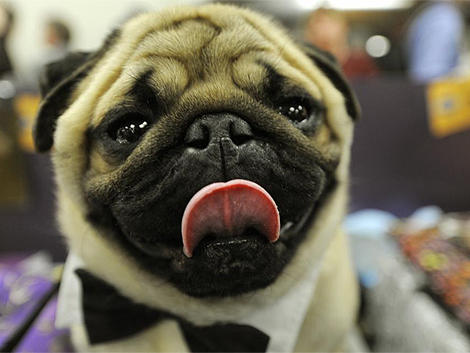 Un perro vestido de gala en Nueva York. | AFP