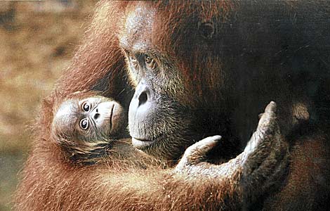 Una hembra de orangután y su cría. | Jay Ullal