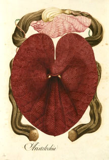Ilustración que muestra una planta del género Aristolochia. | CSIC