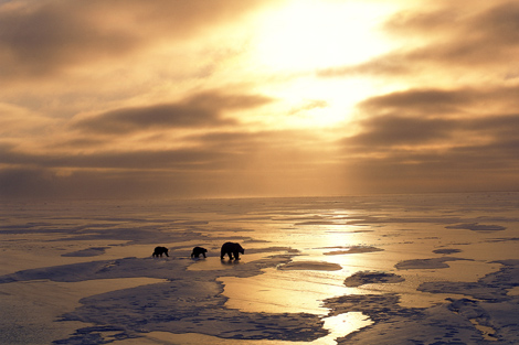 Una osa polar y sus crías, en el Ártico. | Fotograma del documental 'Tierra' (BBC).