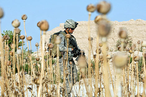 Un soldado estadounidense pasea por un campo de amapolas en Afganistán. | Efe