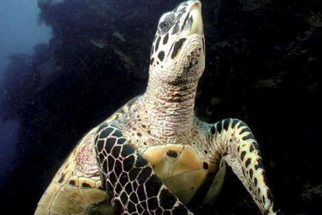 Una tortuga carey en un coral de las islas Fiji. | Efe