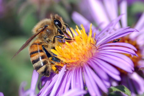 Ejemplar de abeja melífera