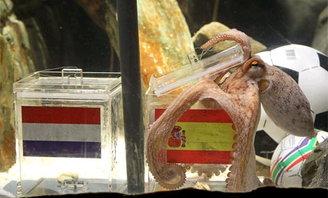 El pulpo Paul eligió comerse el mejillón de España. | Efe El pulpo Paul eligió comerse el mejillón de España. | Efe