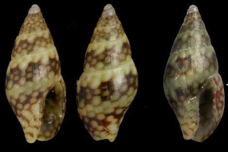 Conchas de 'Mitrella psilla'. | Serge Gofas.