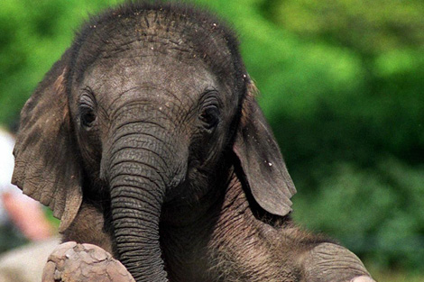 Los elefantes viven muchos años debido al gran tamaño de su cerebro. | DPA