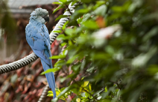 Guacamayo Spix. | Efe/ R.de la Rocha