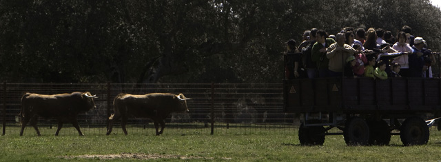 Visita a una ganadería salmantina. | E. Carrascal Visita a una ganadería salmantina. | E. Carrascal