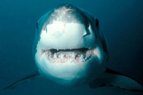 Ejemplar del gran tiburón blanco. | WWF/ Reuters