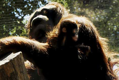 La cr�a junto a su madre. | Foto: Zoo Aquarium de Madrid