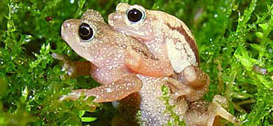 La especie 'Nectophrynoides asperginis' se considera extinguida. |El Mundo