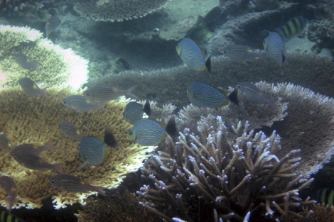 Coral blanqueado en el arrecife del norte de Sumatra. | Ap