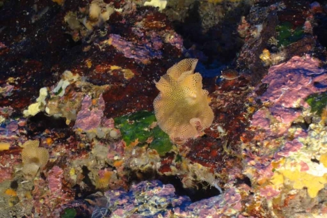 Briozoos y algas rojas calcáreas. | Oceana