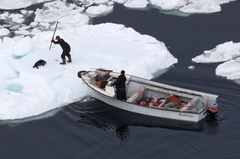 Caza de focas el primer día de campaña 2010 en Canadá. | AFP
