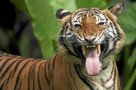 Un tigre malayo. | Reuters Un tigre malayo. | Reuters