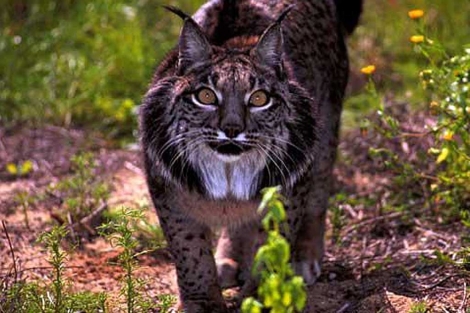 Un lince ibérico en el Parque de Doñana. | Junta de Andalucía.