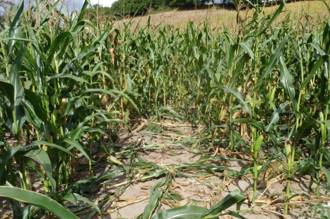 Destrozo en un campo de maíz provocado por jabalíes. | S. P.