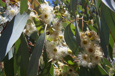 Flores de eucalipto.