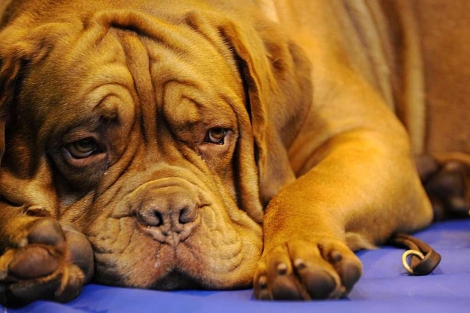 Un ejemplar de dogo de Burdeos. | AFP